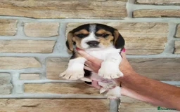 Beagle dogs for sale: THREE Beagle LEFT - Image 2