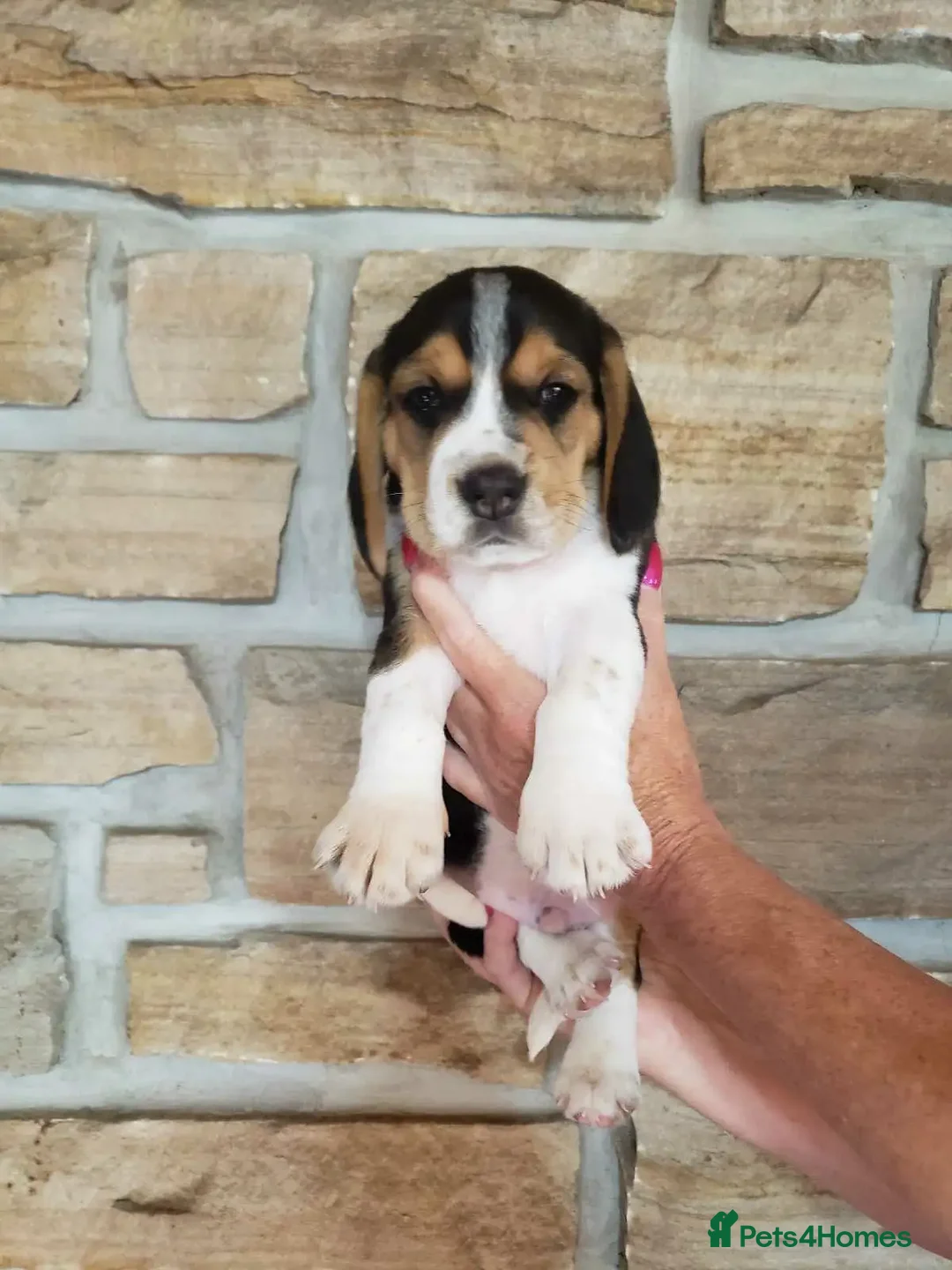 Beagle dogs for sale: THREE Beagle LEFT - Image 2