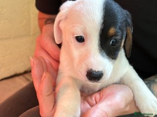 Jack Russell dogs - Advert 16