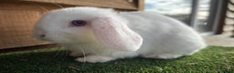 Mini Lop rabbits for sale: Litter of pure mini lop babies - Advert 5
