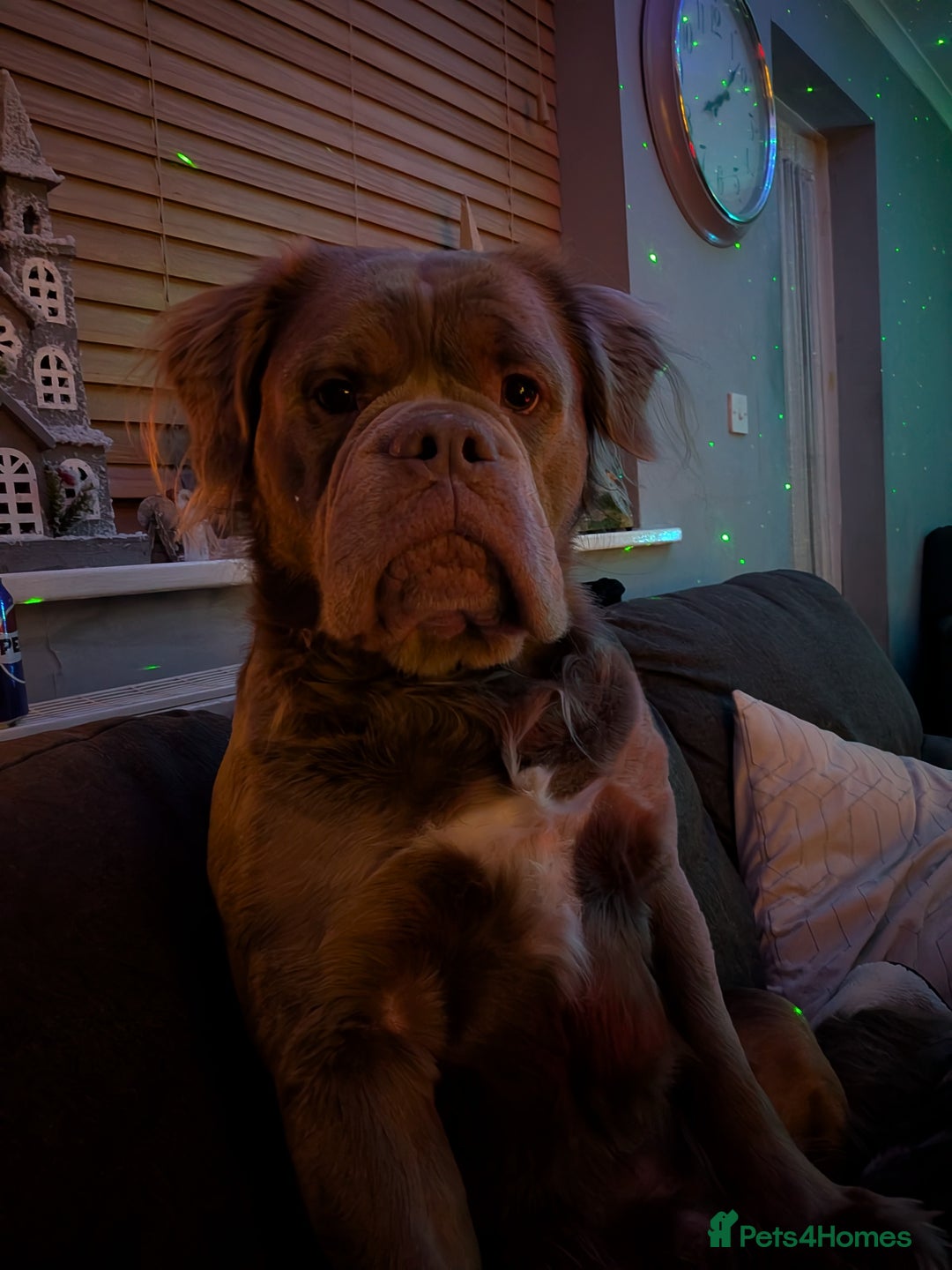 Olde English Bulldogge dogs for stud: Mammut  - Advert 2