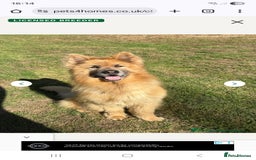 German Shepherd dogs for sale: Rare Isabella German Shepherd - Image 3