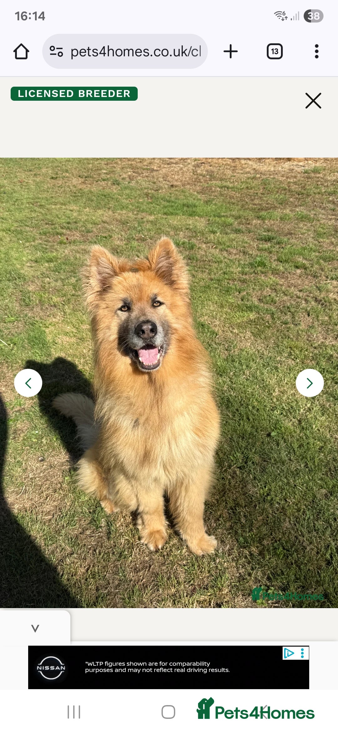 German Shepherd dogs for sale: Rare Isabella German Shepherd - Image 3