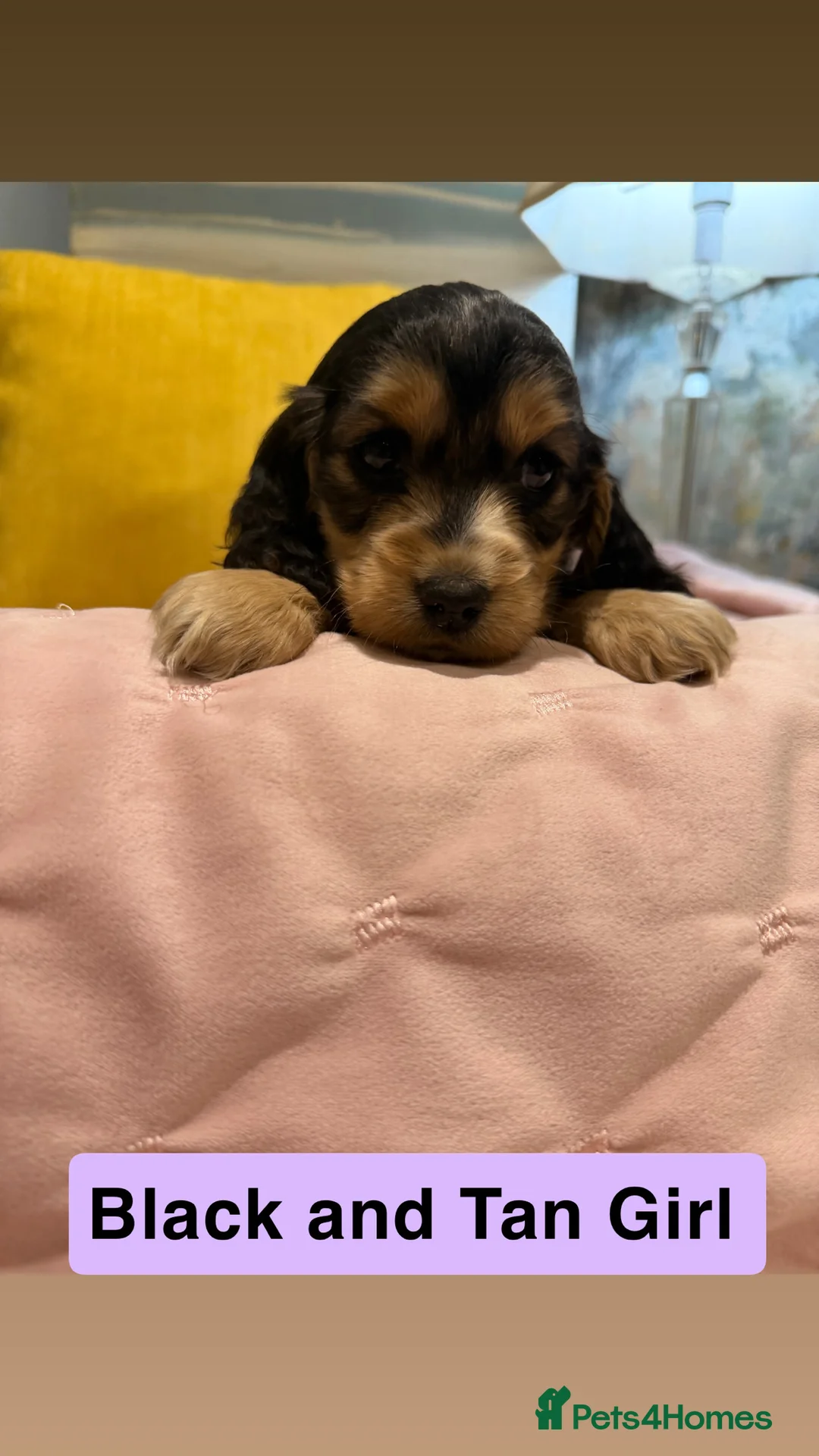 Cockapoo dogs for sale: Cockapoos  - Advert 9