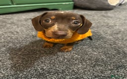 Miniature Dachshund dogs for sale: Female Miniature Dachshund  - Image 1