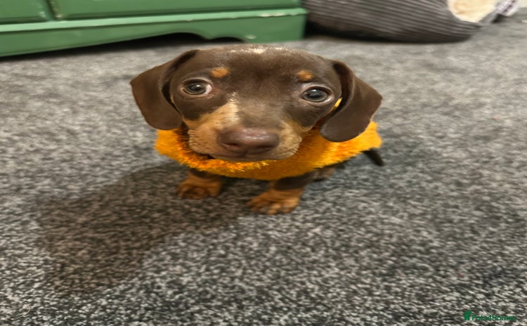 Miniature Dachshund dogs - Advert 2