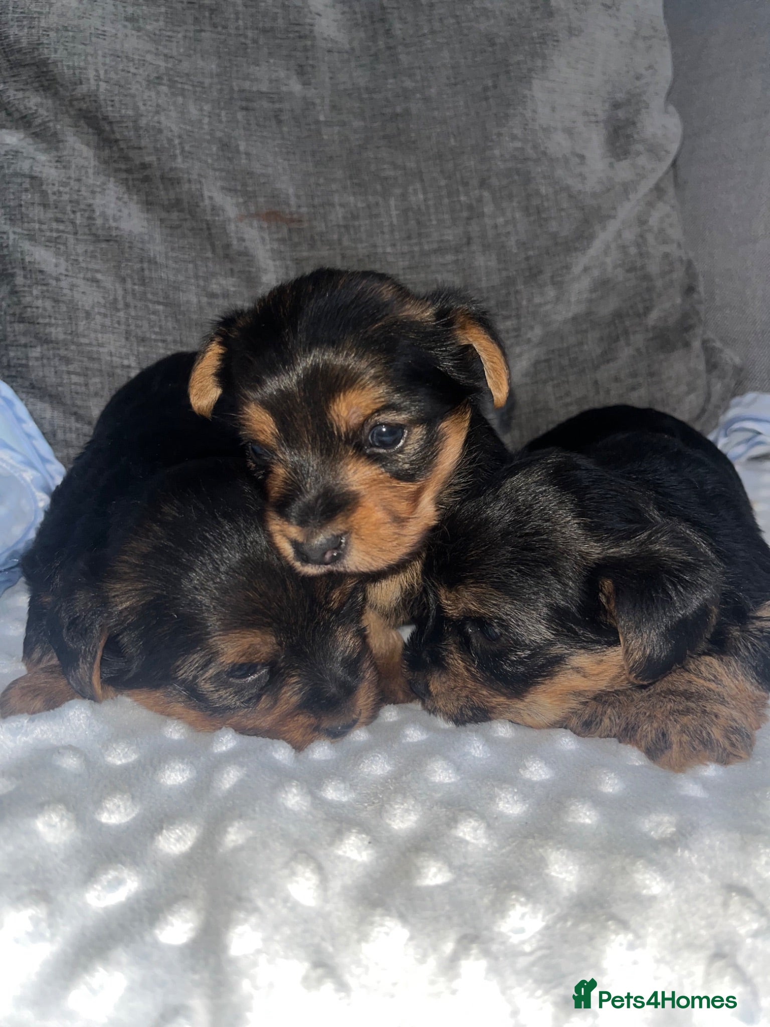 Yorkshire Terrier dogs Yorkshire terrier puppies - Advert 1