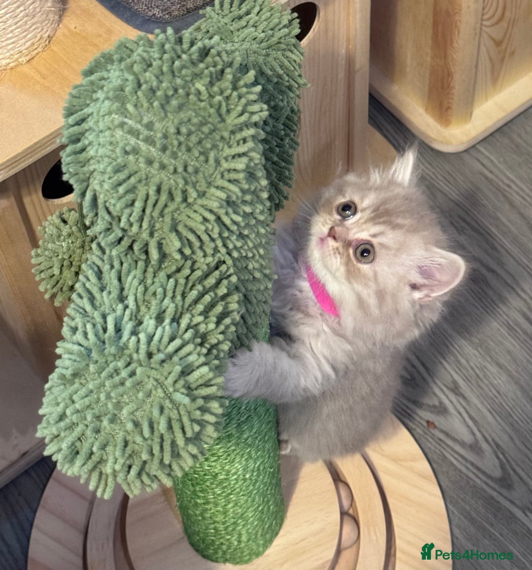 British Shorthair cats for sale: Purebred amazing BSH kittens - Advert 27