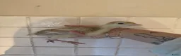 Turkeys poultry for sale: Bourbon Red Turkey Chicks 🦃  - Advert 3