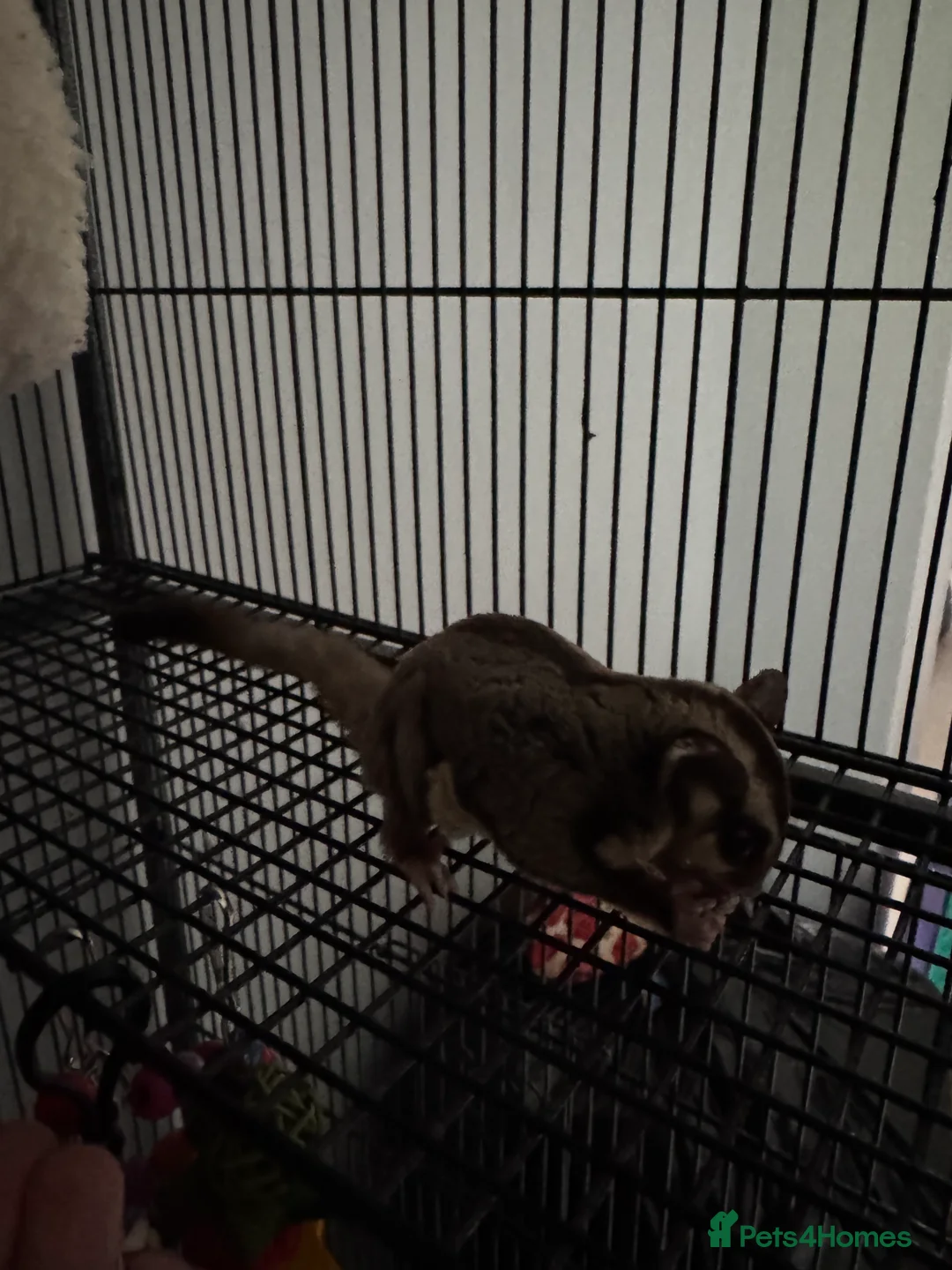 Sugar Glider rodents for sale: Single Male Sugar Glider - Advert 2