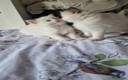 Ragdoll cats for sale: Gorgeous Ragdoll kittens , Ready now. - Image 12