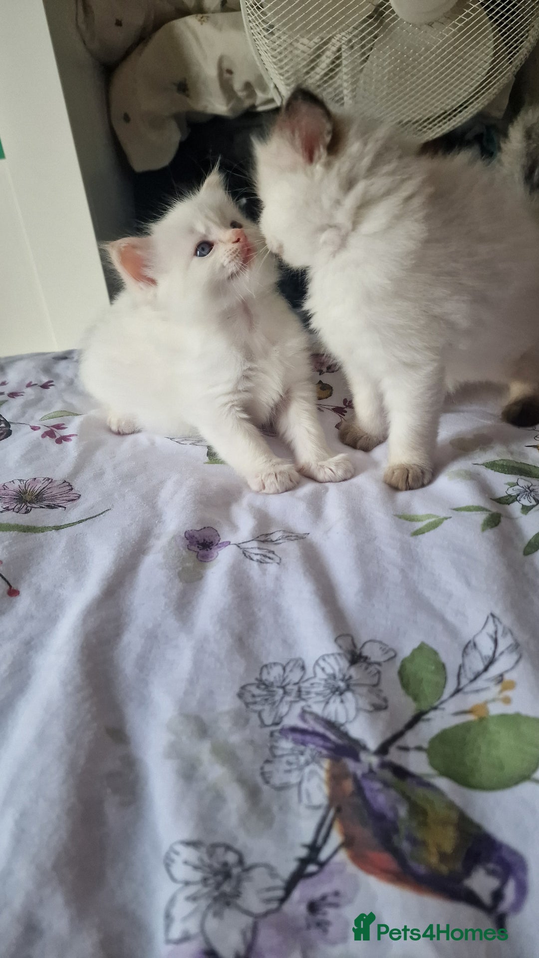 Ragdoll cats for sale: Gorgeous Ragdoll kittens , Ready now. - Image 12