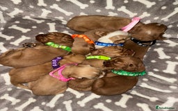 Cocker Spaniel dogs for sale: 🐾 🌟 Exceptional Show Type Cocker Spaniels 🐾 🌟 - Image 15