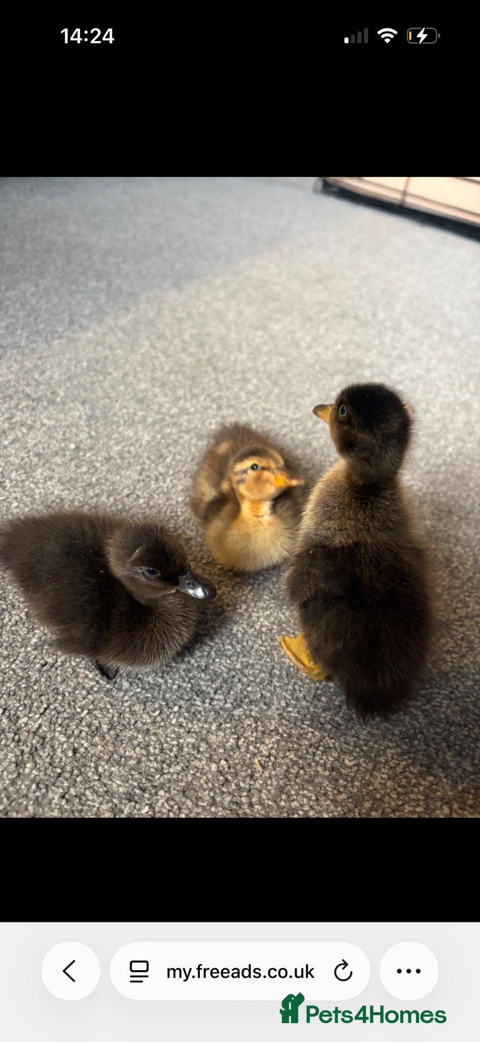 Ducks poultry for sale: Indian runner ducklings x11 - Advert 3