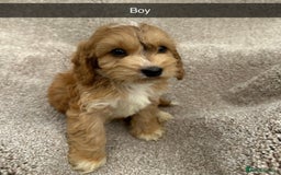 Cockapoo dogs for sale: Outstanding sable f1 Cockapoo puppies  - Image 1