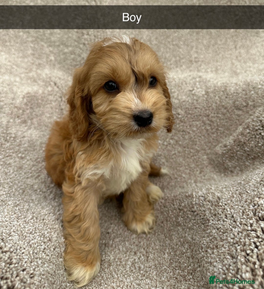 Cockapoo dogs for sale: Outstanding sable f1 Cockapoo puppies  - Image 1