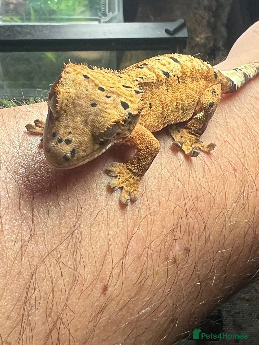 Gecko reptiles for sale: CB26 Super Dalmatian Crested Gecko  in Mansfield - Advert 4