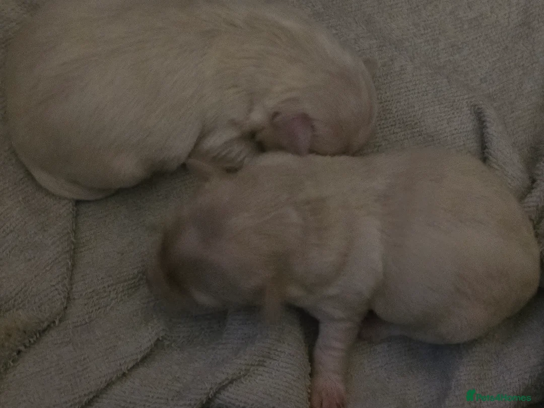 Maltese dogs for sale: Maltese boys in Porth - Advert 2