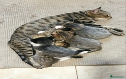 Mixed Breed cats for sale: Adorable kittens in London(SE18)😻❤️😻 - Image 9
