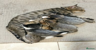 Mixed Breed cats - Advert 9