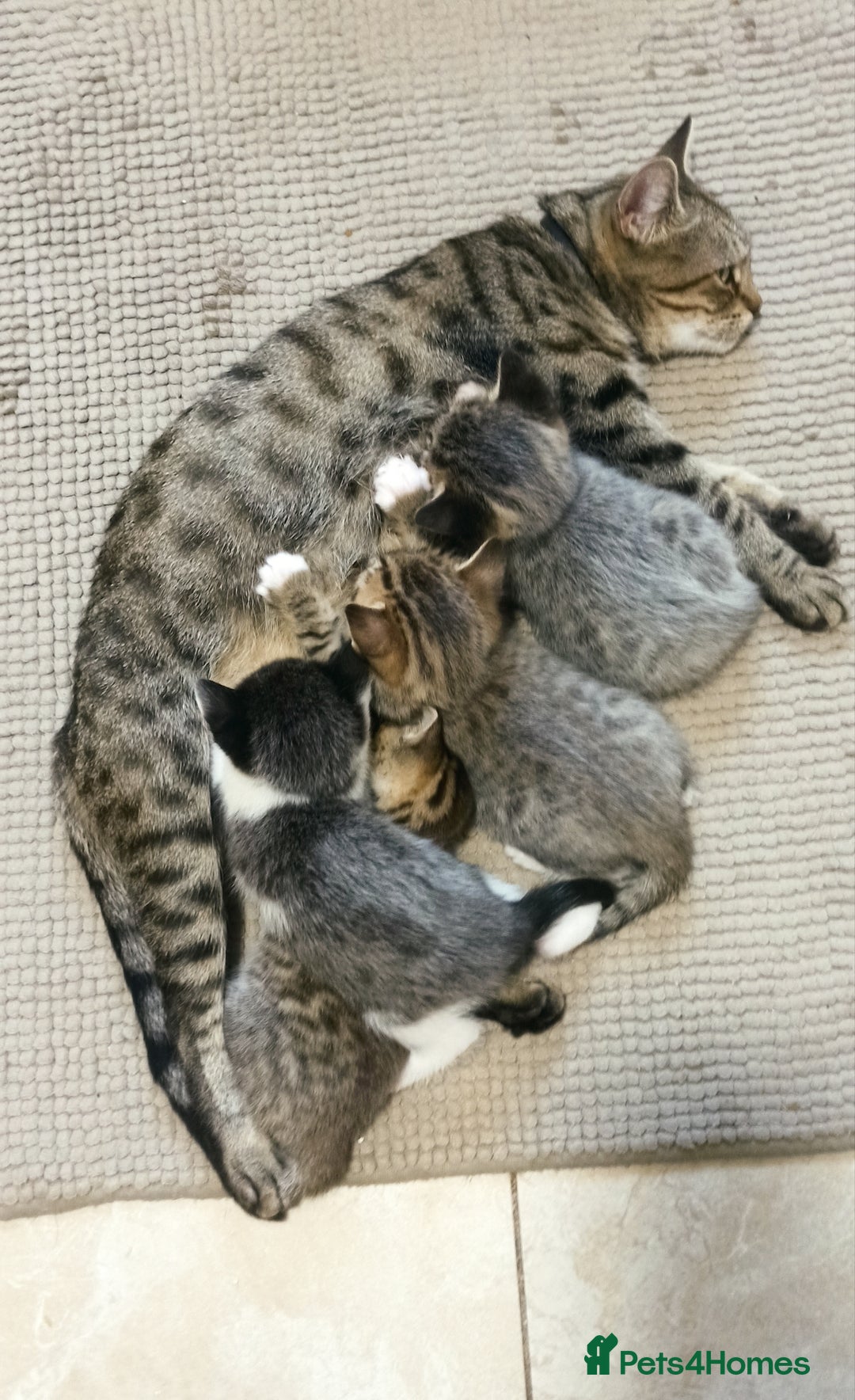 Mixed Breed cats for sale: Adorable kittens in London(SE18)😻❤️😻 - Image 9