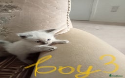 Ragdoll cats for sale: Ragdoll kittens  - Image 4
