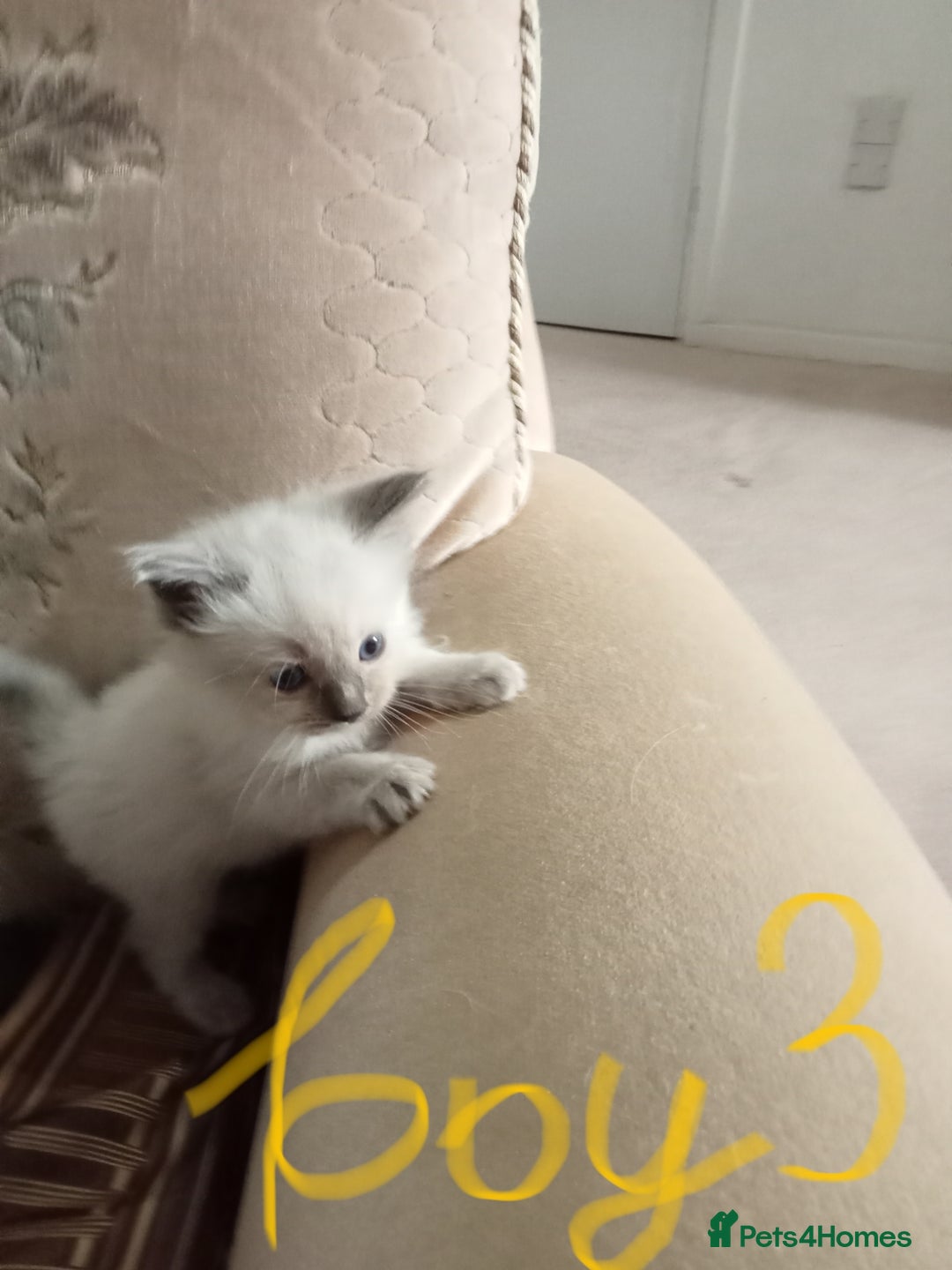 Ragdoll cats for sale: Ragdoll kittens  - Image 4