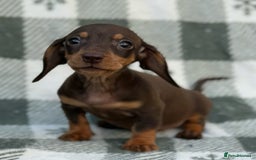 Miniature Dachshund dogs for sale: KC Reg Miniature Dachshund Puppies  - Image 16