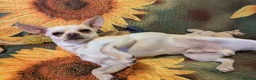 Chihuahua dogs for sale: Chihuahua Boy - Advert 6