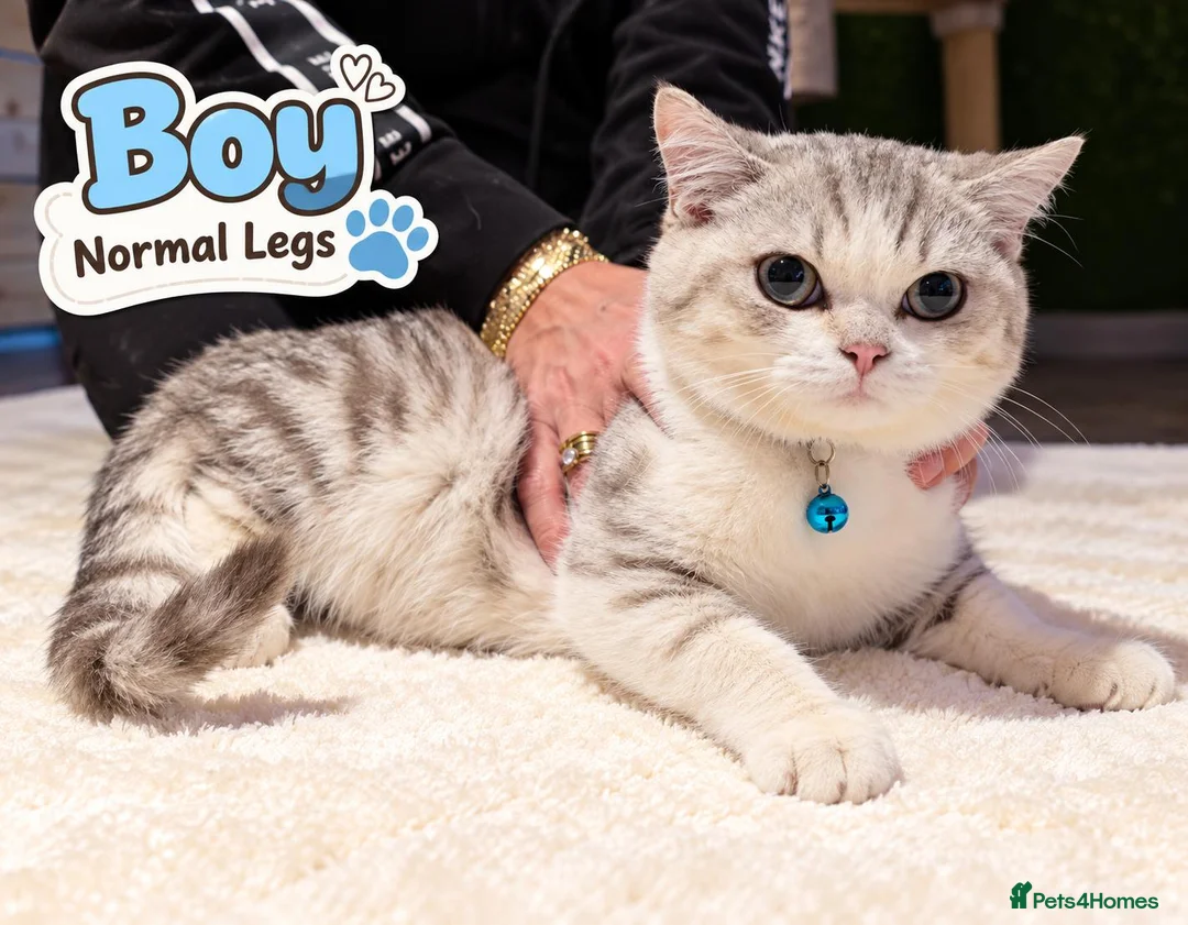 Munchkin cats for sale: Munchkin kittens - Advert 2