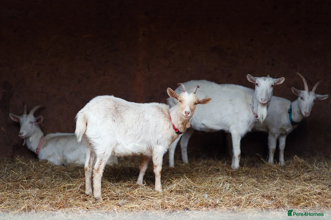 Mixed Breed livestock for sale: five young female goats for sale in Wymondham - Advert 2