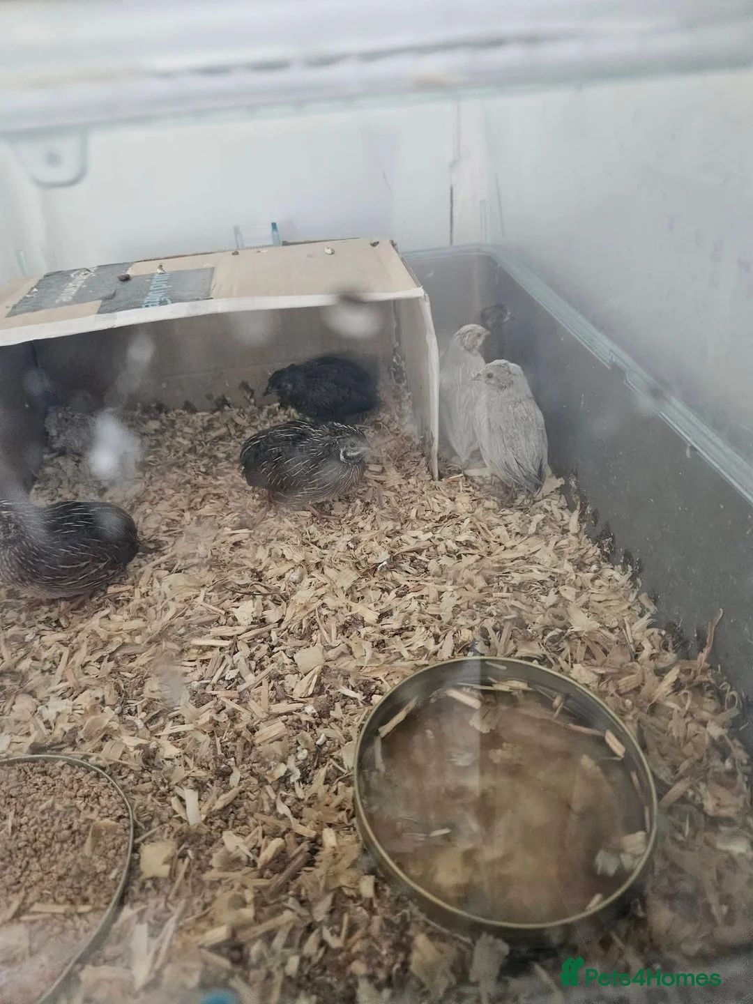 Quail poultry for sale: Button quail in Barnsley - Advert 2