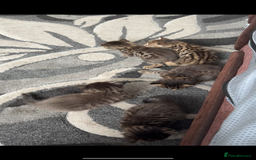 Bengal cats for sale: Cute bengal kittens for sale  - Image 17
