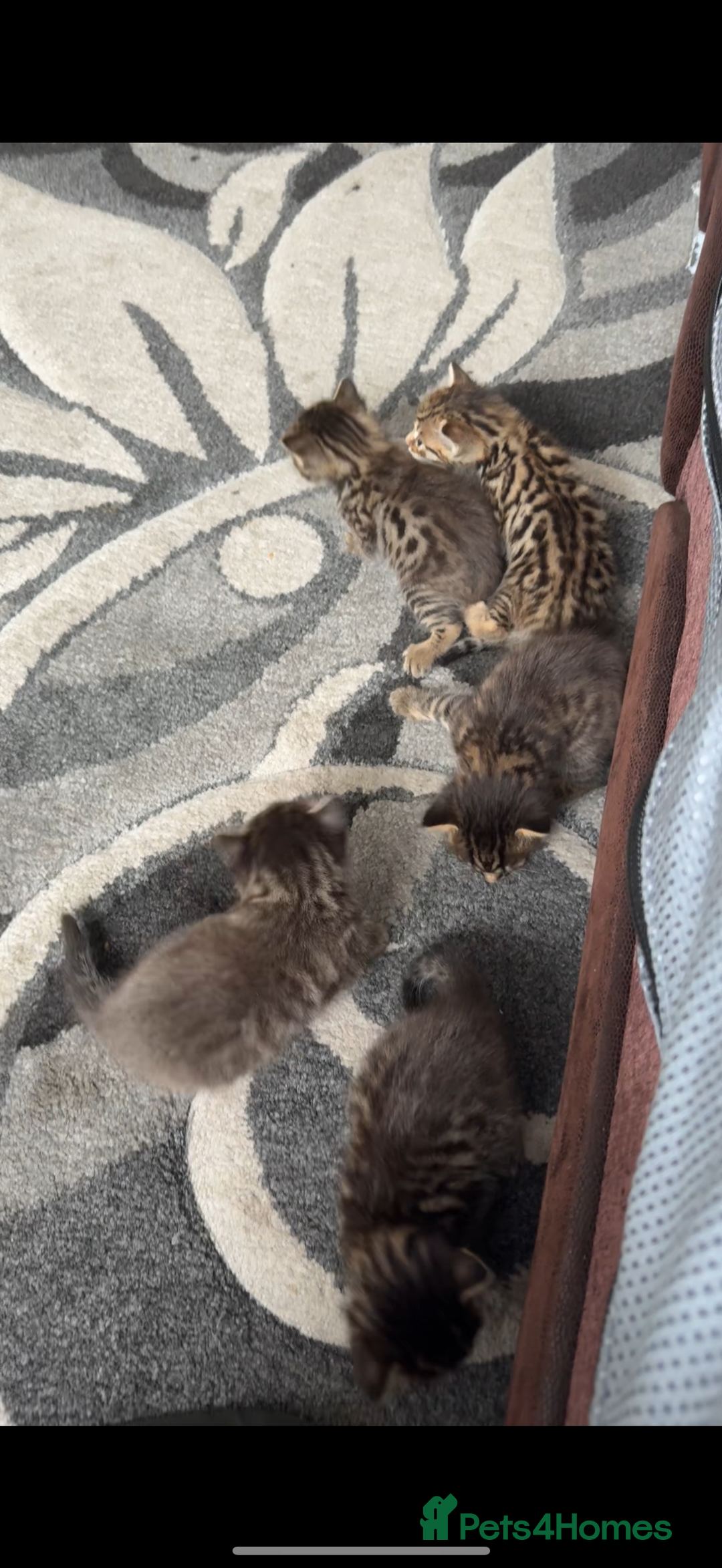 Bengal cats for sale: Cute bengal kittens for sale  - Image 17