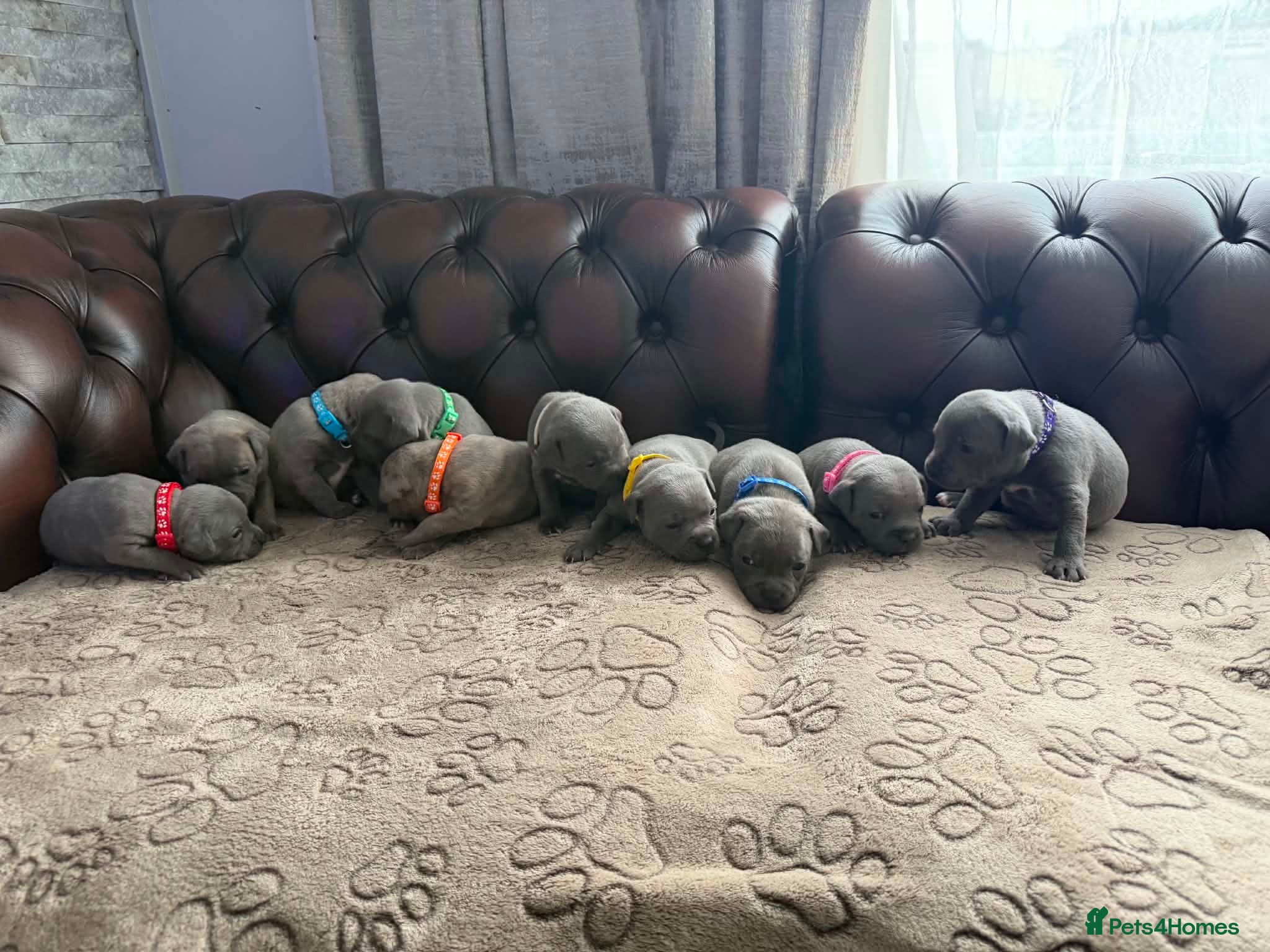Staffordshire Bull Terrier dogs Adorable KC registered blue staffy puppies  - Advert 1