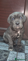 Cane Corso Puppy 1