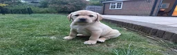 Labrador Retriever dogs for sale: Gorgeous Yellow Labrador Retriever, KC Reg HC - Advert 4