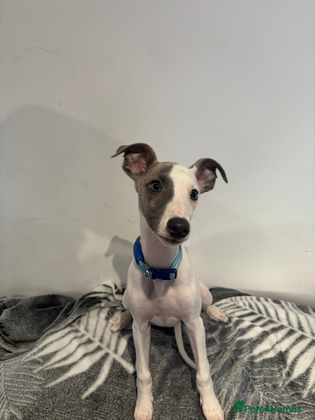 Whippet dogs for sale: whippet puupy - Advert 4