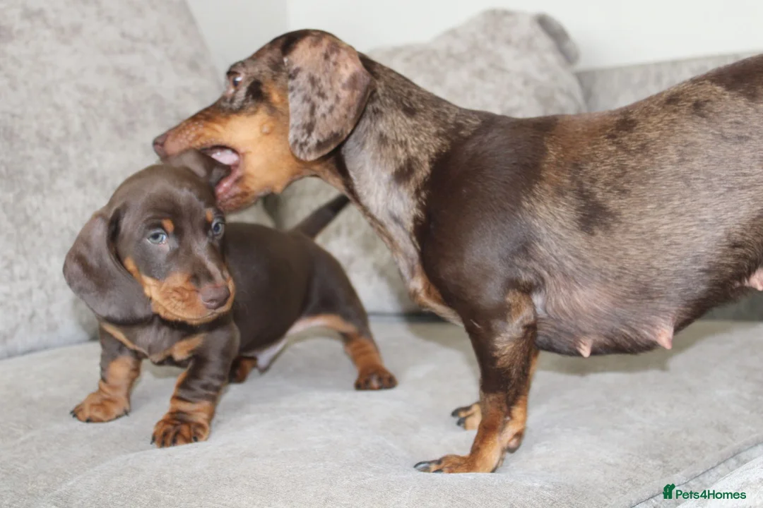 Miniature Dachshund dogs for sale: Miniature dachshund boy - Advert 2
