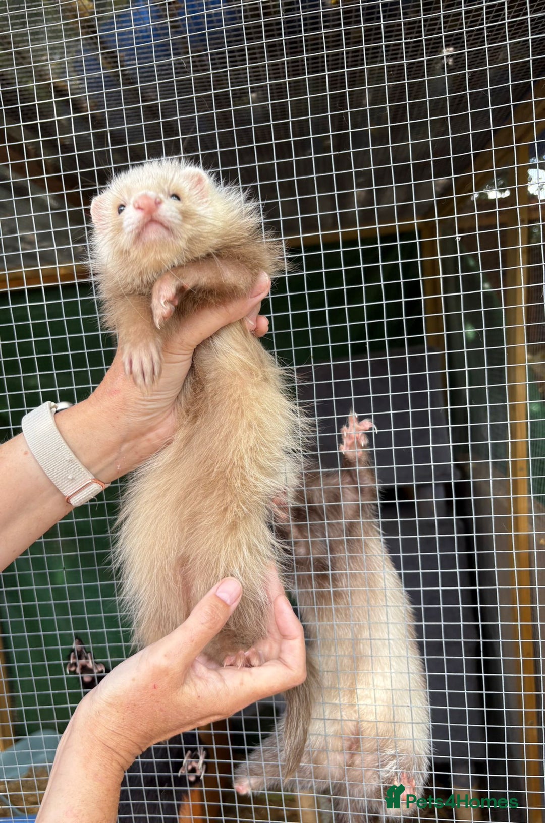 Ferret rodents for sale: Full and semi angora ferrets READY NOW - Image 2