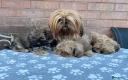 Shih Tzu dogs for sale: KC Registered Imperial Shih Tzu boys.  - Image 12