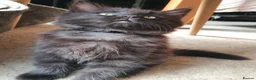 Mixed Breed cats for sale: 4 mixed breed main coon/ bengal boys - Advert 9