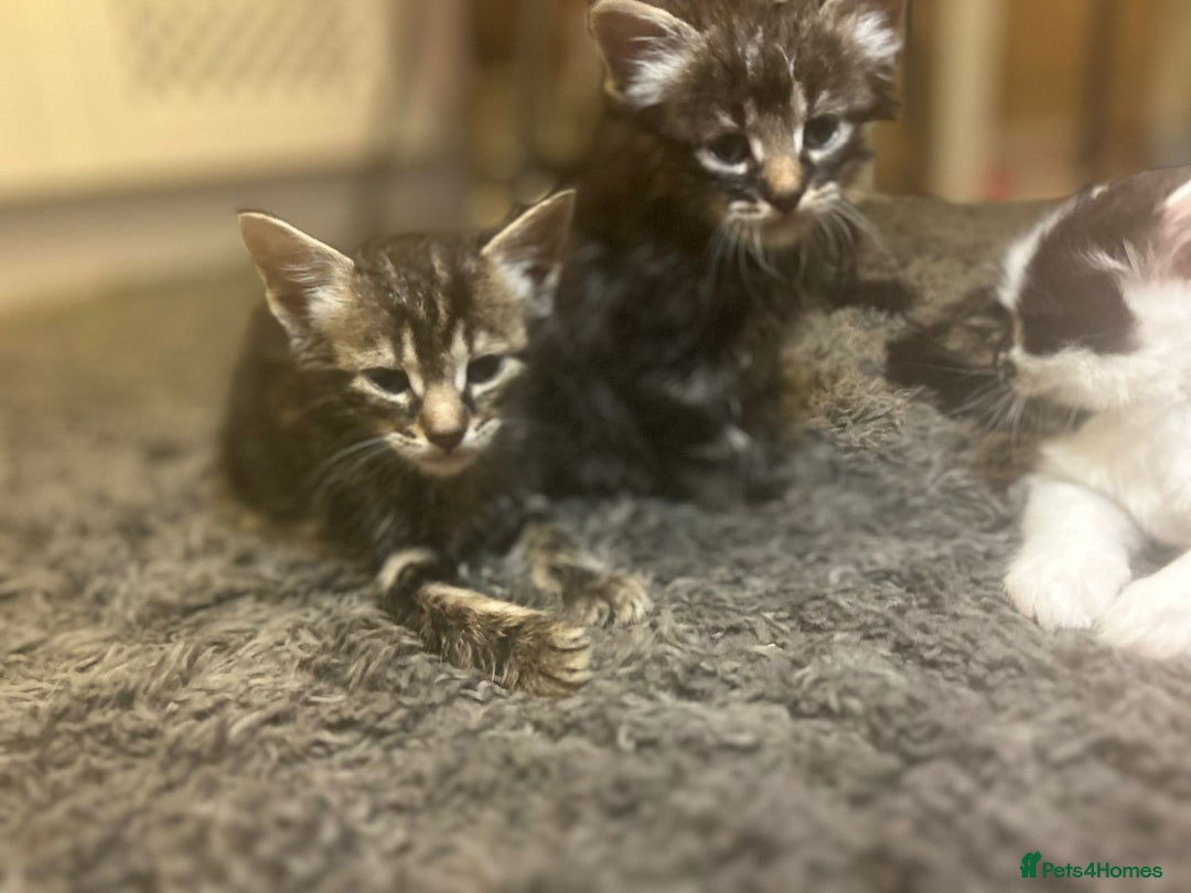 Mixed Breed cats for sale: Soft, Sweet, and Full of Fun…. - Advert 26
