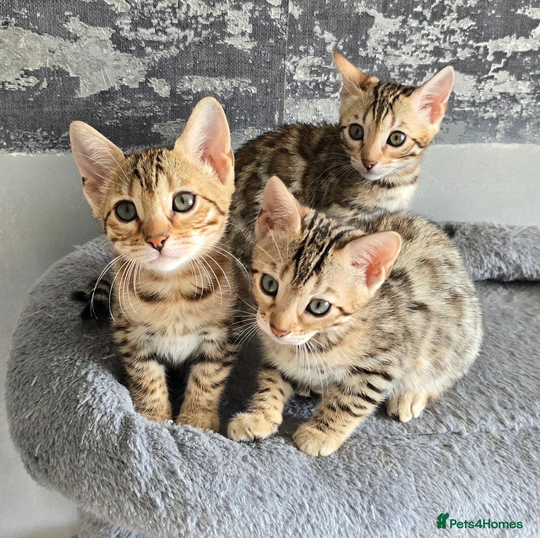Bengal cats Just 3 girls left for reservation! - Advert 12