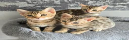 Bengal cats for sale: Just 1 girl left... Ready from END of April - Advert 9