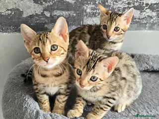 Bengal cats Just 3 girls left for reservation! - Advert 12