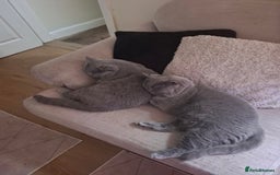 British Shorthair cats for sale: Beautiful soft, fluffy and loving Boys  - Image 5