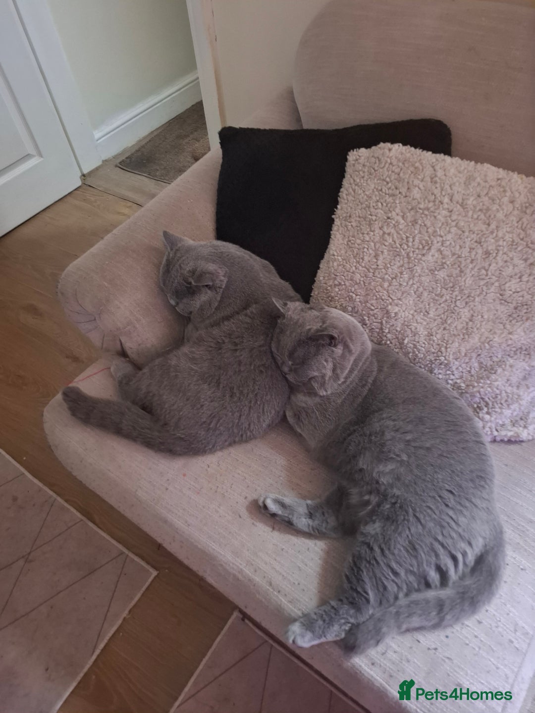 British Shorthair cats for sale: Beautiful soft, fluffy and loving Boys  - Image 5