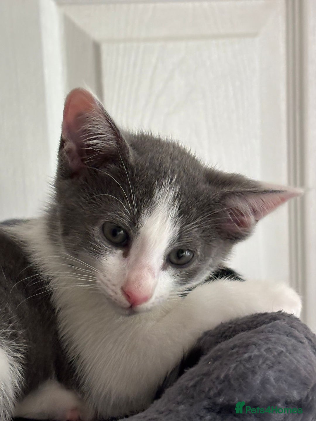 Mixed Breed cats for sale: Ready now! Oriental x British shorthair kittens - Image 33
