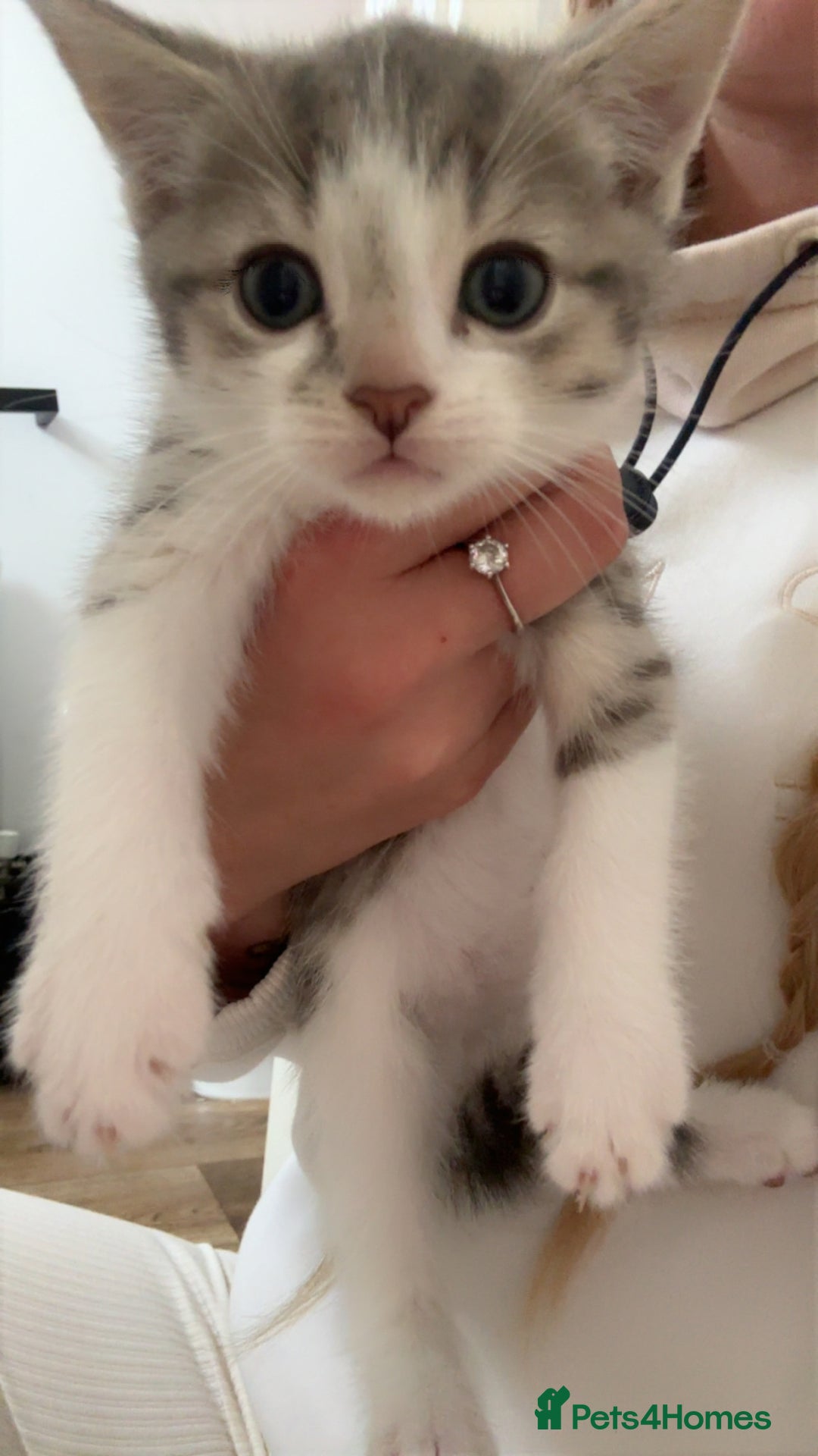 Domestic Shorthair cats for sale: Five beautiful blue eyed domestic kittens - Image 6